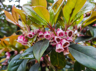 Chinese New Year Flowers or Enkianthus quinqueflorus.The Chinese New Year Flower is named for its flowering period from January to March, which coincides with the Spring Festival.