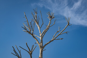 pruned sycamore tree and branches. topiary.