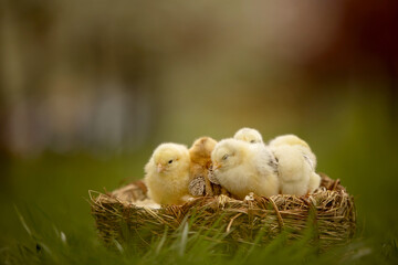 Little newborn chicks in a nest, cute newborn birds in the park