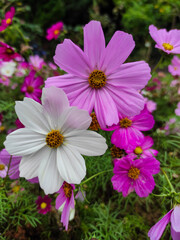 Cosmos bipinnatus, commonly called garden cosmos or Mexican aster, is a medium-sized flowering herbaceous plant in the daisy family Asteraceae.