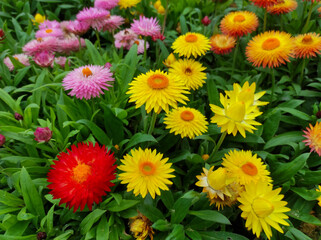 Xerochrysum bracteatum, commonly known as the golden everlasting or strawflower	