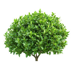 Fototapeta premium Bush Nature White Background Image on transparent background.