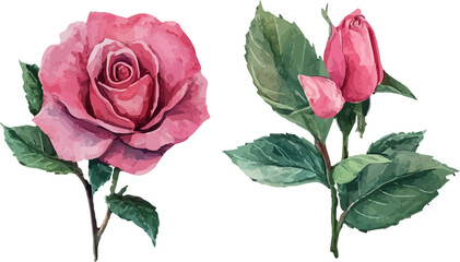 Fototapeta premium vector illustration of rose