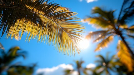 Golden Palm Leaves Sunlit Tropical Sky