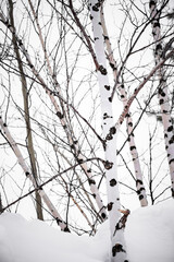 Birch forest in winter. Cleanliness and freshness of wild nature.