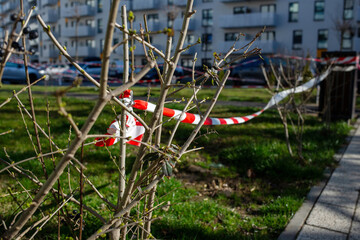 Red and white caution tape on a small tree
