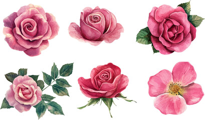 Naklejka premium set of pink roses