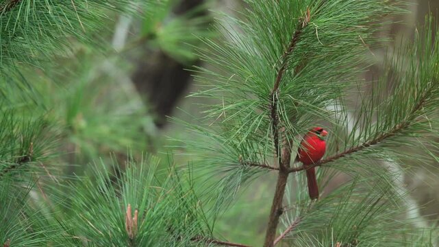 Male cardinal perched in a long leaf pine tree
