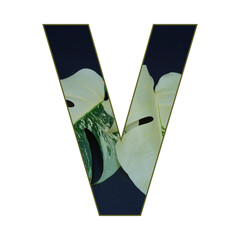 Monstera albo leaf photo pattern  letter illustration.