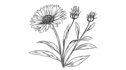 Elegant line art drawing of Gaillardia flowers; perfect for botanical illustrations, greeting cards, or website design