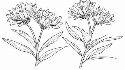 Elegant line art drawing of two blooming daisies, isolated on white background, perfect for botanical illustrations, greeting cards, or website design