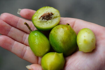Green and ripe umbu fruit (Spondias tuberosa) in the hand, also known as Brazil plum. A fruit cut open in cross-section.  Fruits are edible, sweet and sour and also good against diabetes.