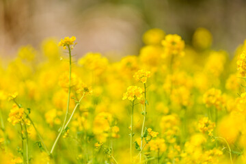 春の陽射しを浴びた菜の花畑
Canola Flowers Blooming Under the Spring Sunlight