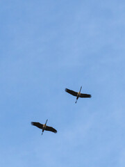 Two cranes flying across the morning sky