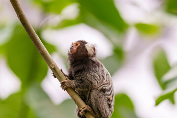 枝につかまるコモンマーモセット、緑豊かな自然の背景
Common Marmoset Holding onto a Branch with Lush Green Background
