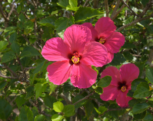 Pink Hibisco Flowers