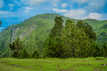 Lush Green Mountain Landscape with Tall Pine Trees