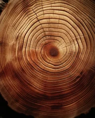 Selbstklebende Fototapeten Close-Up of Juniper Tree Growth Rings with Natural Patterns and Textures in Warm Sunlight © smalltinykid