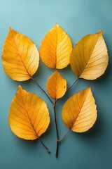 Obraz premium Yellow Alder Leaves in Autumn on Soft Beige Background with Natural Texture and Veins