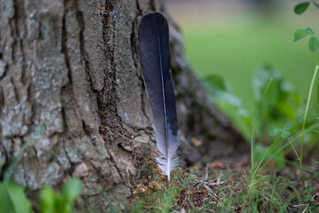 Pigeon, dove feather on the grass