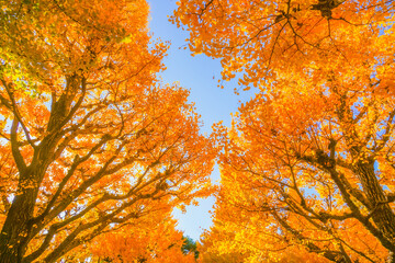 明治神宮外苑 いちょう並木