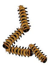 Vector illustration of a processionary caterpillar