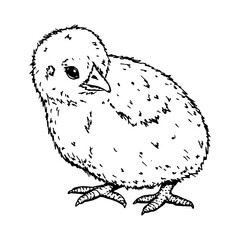 Side-view of a fluffy chick, hand-drawn ink illustration. Represents nature, farming, and bird breeding. Ideal for branding, packaging, Easter creative projects and educational materials