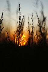 Silhouettes of grass in the glow of dusk