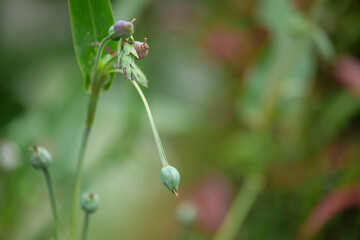 Close up of barley seeds or Coix lacryma-jobi on a tree with bokeh background. For graphic design,...