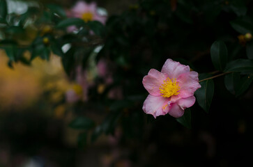 Vibrant Pink Blooming Flower Against Dark Forest Background