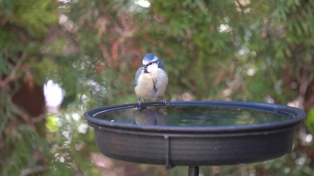 blue tit at the birdbath