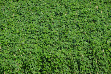 Background pattern and texture of green farm field. Top view of bean plant with green and lush leaves. Concept of agriculture and horticulture industry. For graphic design, 3D rendering and banner 