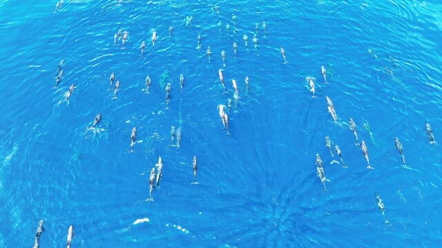 Melon-headed whales, Peponocephala electra, swim at the surface of the Gulf of Tomini on the east coast of Sulawesi, Indonesia. These widely-distributed toothed whales are rarely encountered.