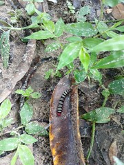 I found a colorful caterpillar on top of old, wet leaves