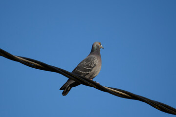 Low angle view of Rock pigeon bird perching on cable against clear blue Sky