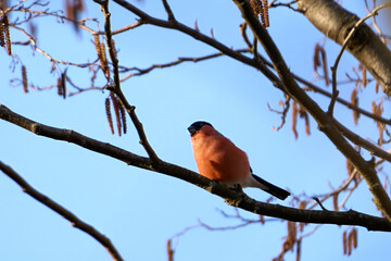 Low angle view of bullfinch bird perching on tree against sky