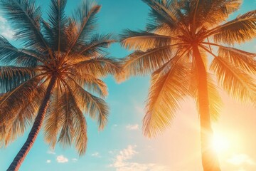 Tropical Palm Trees Sunset Sky with Clouds and Light in a Dreamy Background