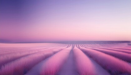 lavender field in provence france