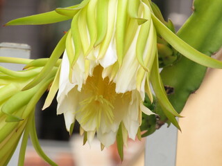 A flor da pitaya.