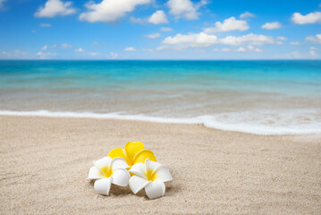 真夏の砂浜とプルメリア