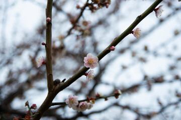 咲きはじめた桜の花