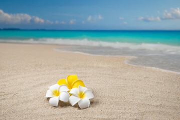 真夏の砂浜とプルメリア