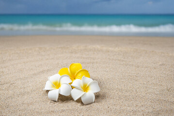 真夏の砂浜とプルメリア