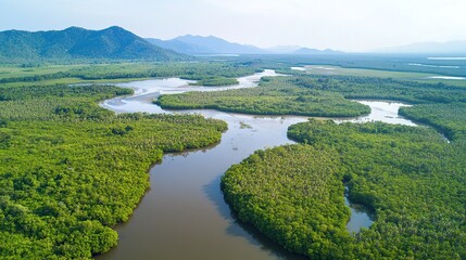 Aerial view of forest ecosystem: unique landscape with mangroves, jungle - covered islands, meandering rivers, clear sky, and distant mountains for environmental protection.
