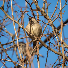 sparrow sits on a branch