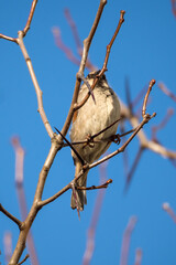 sparrow on a branch on a sunny day