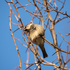 sparrow against the blue sky