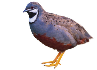 king quail or blue-breasted quail, synoicus chinensis, most beautiful ground bird isolated on white background