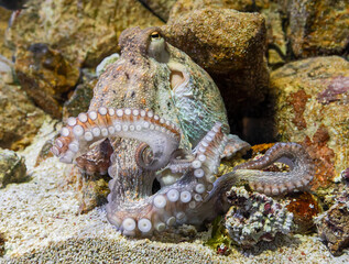 Close-up view of a Common Octopus (Octopus vulgaris)