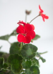 Red Geranium Zonal, garden geranium, Pelargonium hortorum with red flowers, ornamental and medicinal plant, on white background